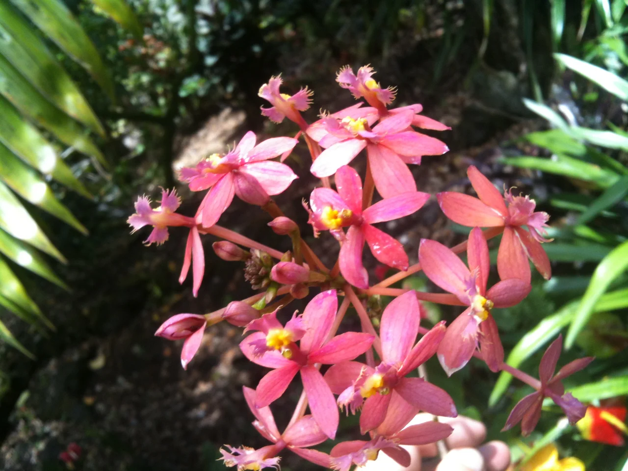 Epidendrum 'Salmon Pink' — Vintage Green Farms with Tom Piergrossi